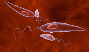 parasieten in het menselijk lichaam