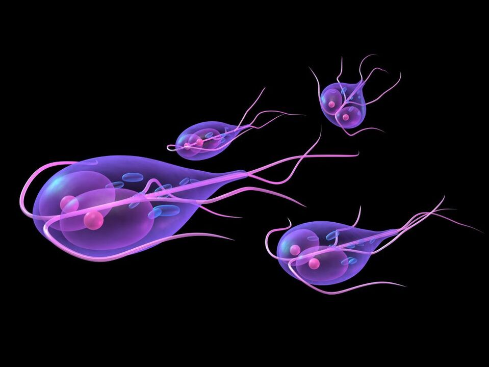 Giardia van het menselijk lichaam
