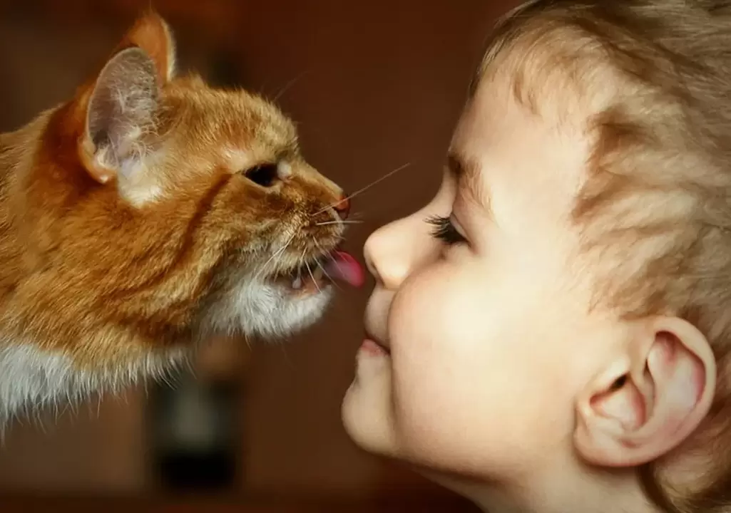 een jongen kust een kat en raakt besmet met wormen